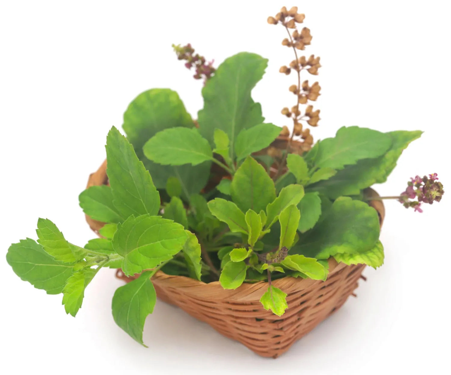 Tulsi