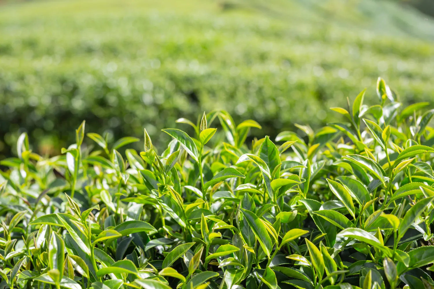 Tea Tree