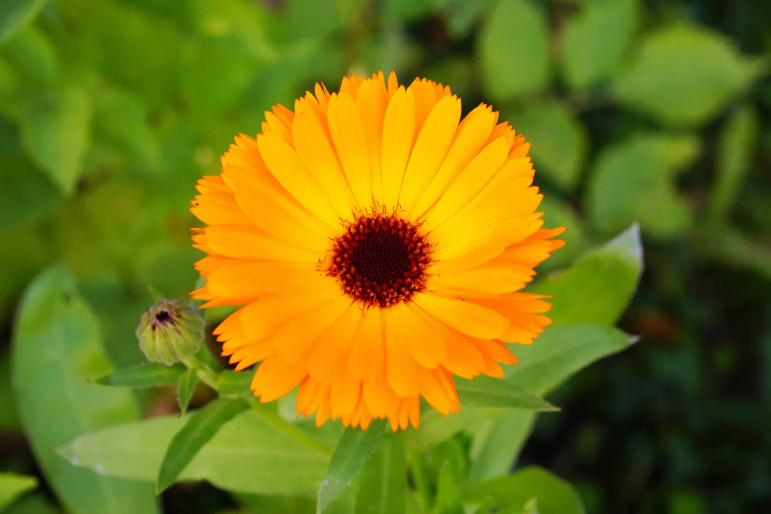 CALENDULA EXTRACT