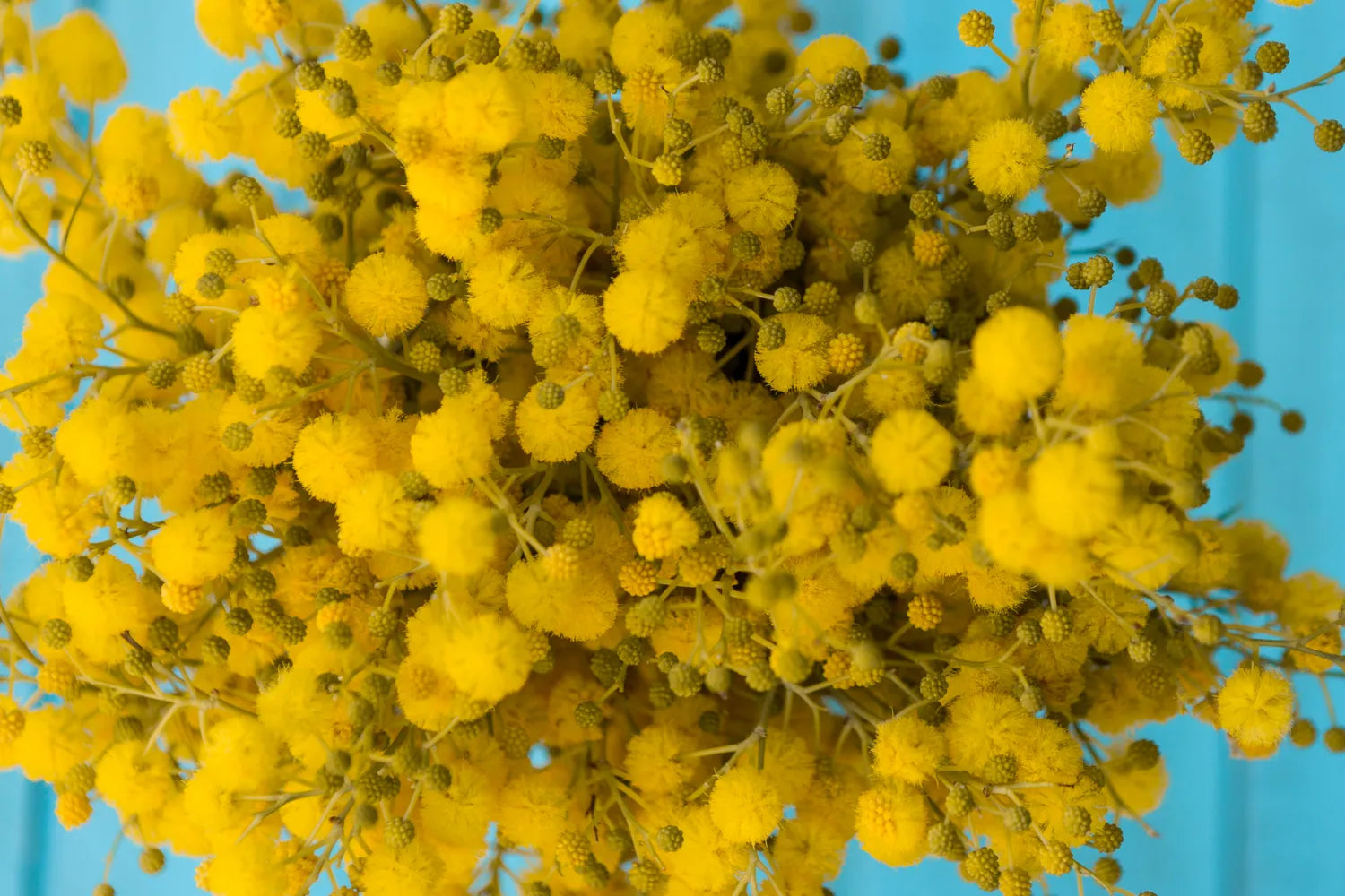Blue Tansy