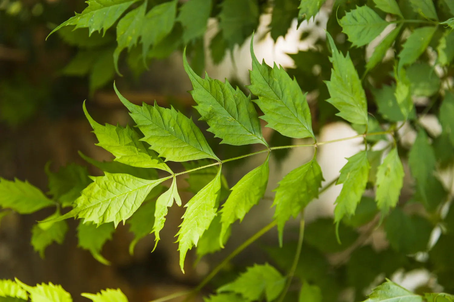 Neem