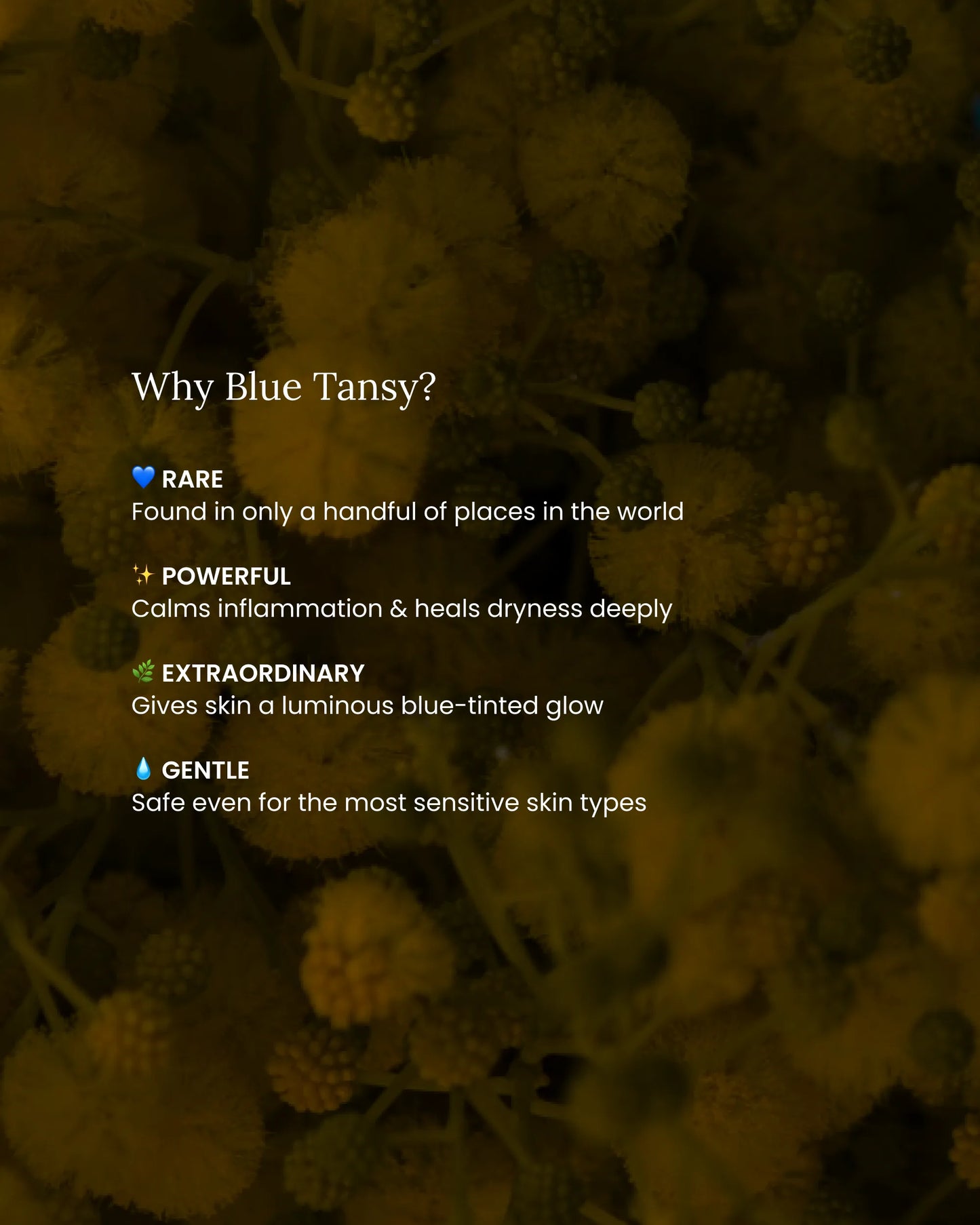 Blue Tansy Glow Serum