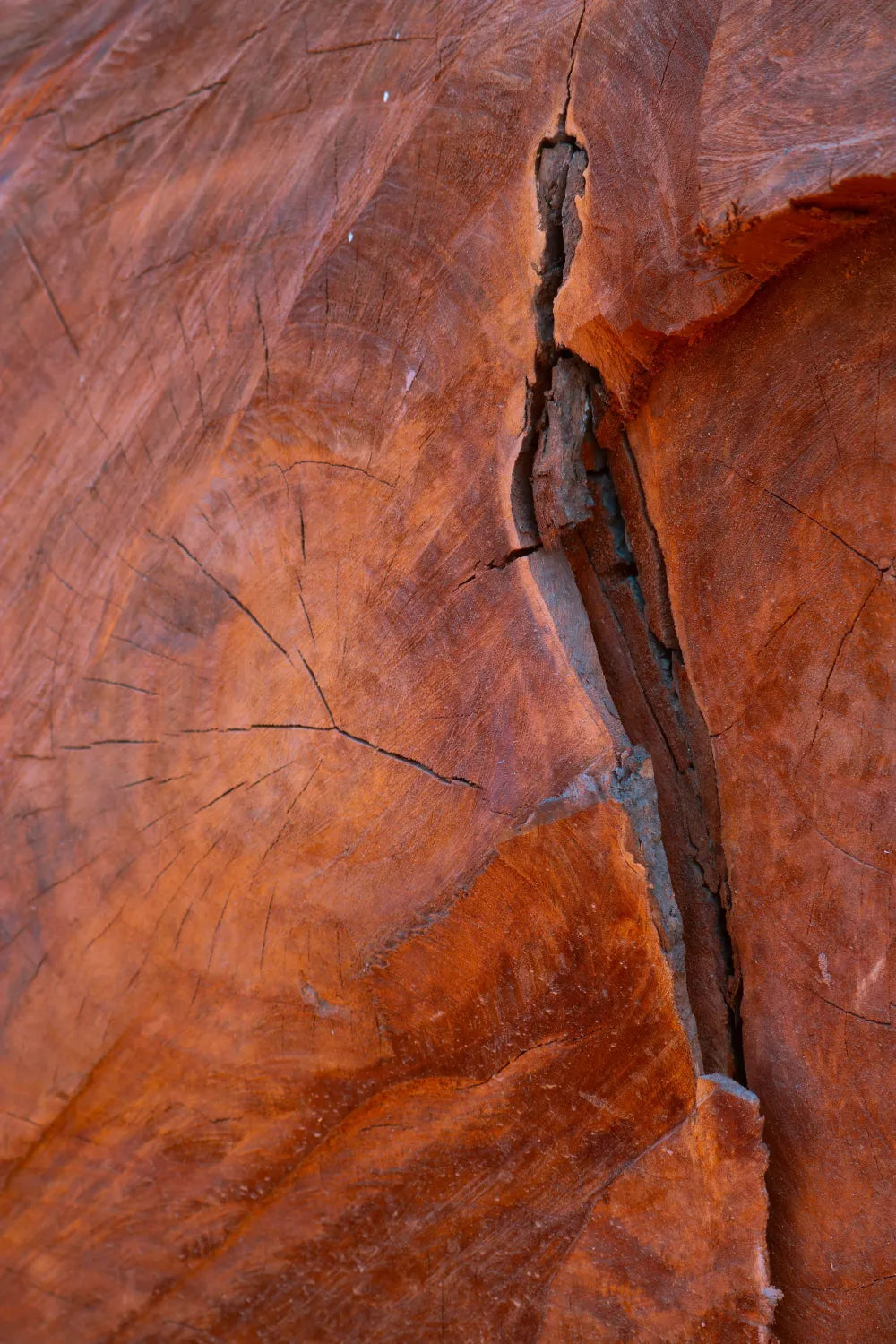 Red Sandalwood